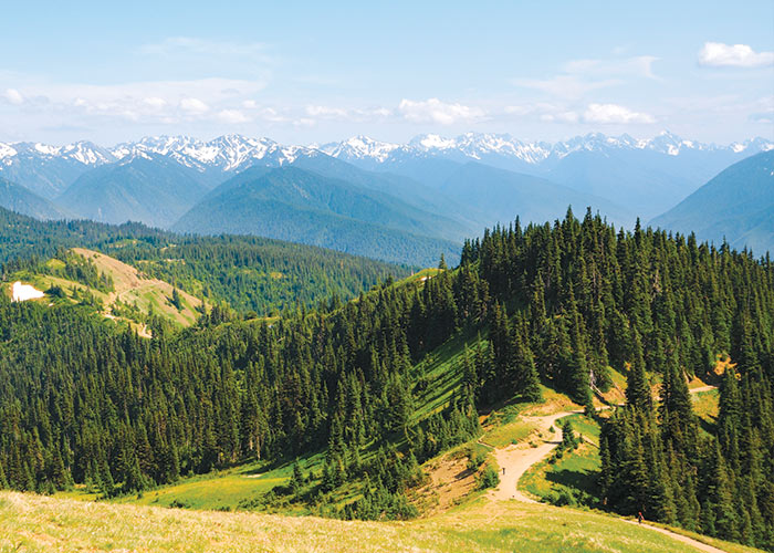 Rolling forested hills and mountain vistas in Olympic National Park featured on a Pacific Northwest cruise excursion