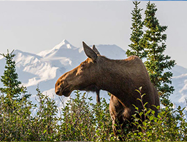 Moose standing among trees with Mount Denali in the distance