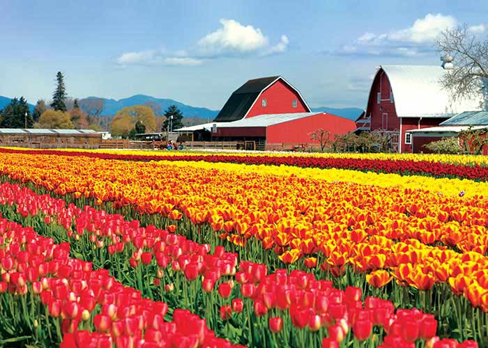 Tulip Festival Cruise