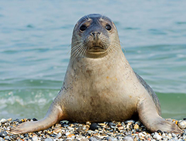 Seal on pebbled shore by water, possible wildlife excursion on American Cruise Lines coastal cruise.