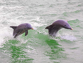 Two dolphins jumping out of the green-tinted water over the small waves in sync.