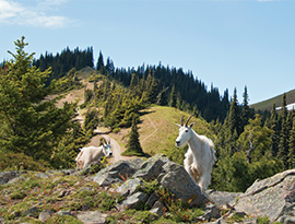 Mountain goats on a rocky hillside with pine trees and a trail, suggesting a nature excursion.
