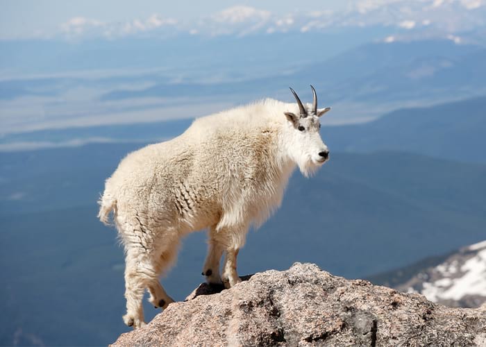 Mountain goat on rocky peak with scenic mountain and valley background.