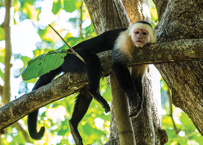 A black capuchin monkey with a tan-colored face resting on a thick tree branch at Mesker Park Zoo & Botanical Garden in Henderson.