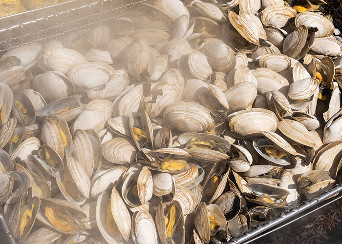A close up view of a clambake, a tradition with several shellfish in a steaming pit lined with hot stones in New England.