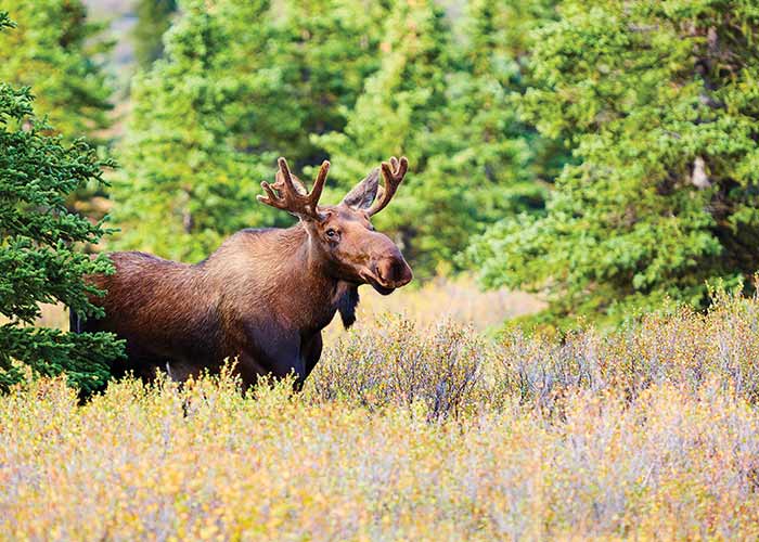 Moose in a forest clearing, in Fairbanks Alaska, surrounded by trees and shrubs.
