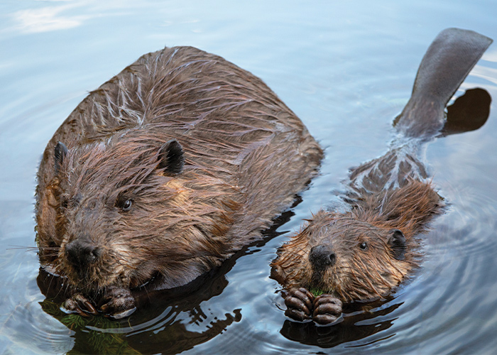 Two beavers, one large one and one smaller one, floating in the Mississippi River. Both beavers are eating while holding the food in their hands.
