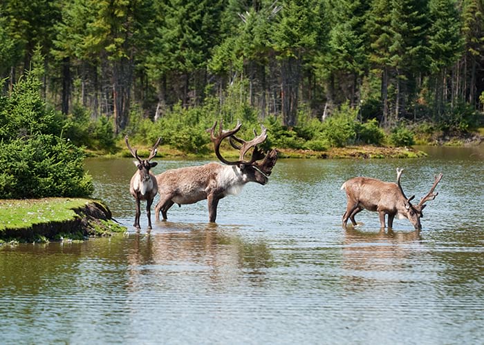 Three reindeer stand in a forested river, lush green trees in background.