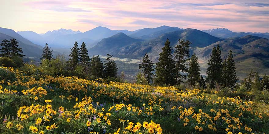 Wildflowers in a mountain valley at sunset, pine trees and distant peaks, scenic American river cruise destination.