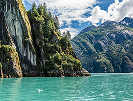The crystalline waters of Tracy Arm Fjord surrounded by cliffs with trees and greenery