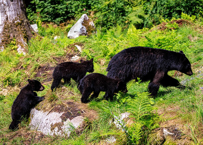 Black bear with three cubs walking in lush forest.