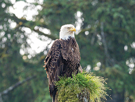 Bald eagle perched on a grassy stump in an Alaska forest
